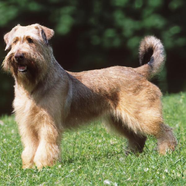 Glen of Imaal Terrier